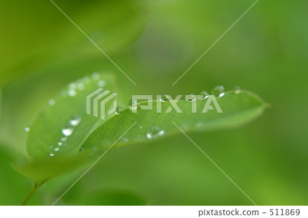 樹葉 水滴 露滴 511869