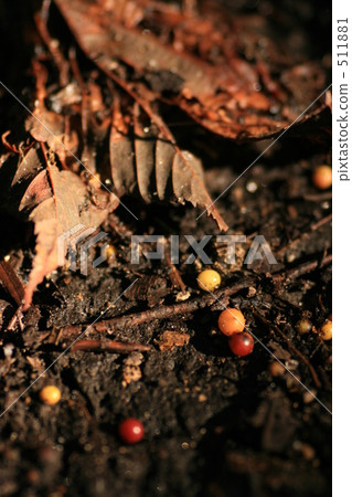 枯葉落在森林裡,小紅果 枯葉落在森林裡,小紅果 511881