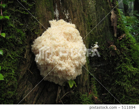 Coral harutake 511894