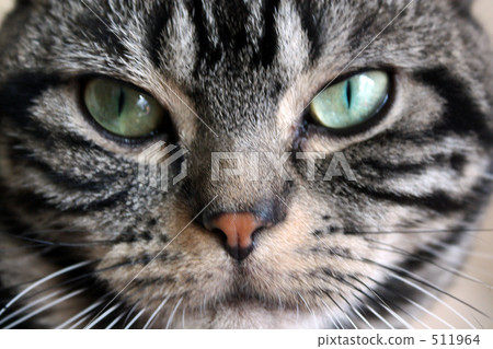 A cat's eyes A cat's eyes 511964