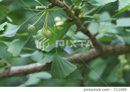 gingko nut, gingko nuts, ginkgo 511980