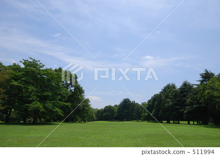 blue sky, tree, wood 511994