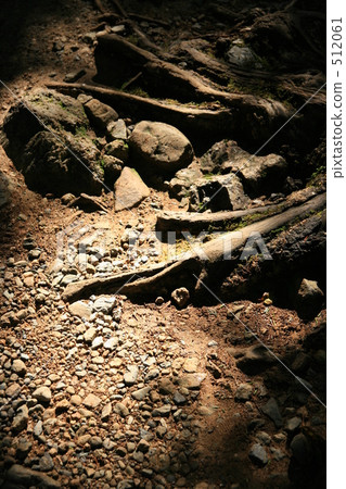 Tree root in tree leak day Tree root in tree leak day 512061