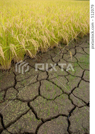 Rice field 512079