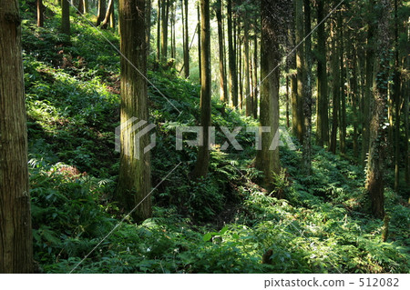 Chestnut groomed 512082