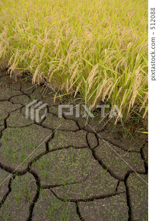 Rice field 512088