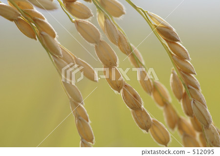 Rice field Rice field 512095