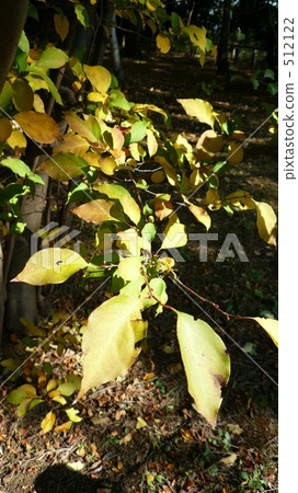 yellow leaf, maple, yellow leafe 512122