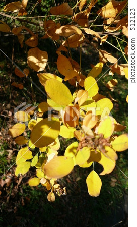 autumn, autumnal, fall 512123