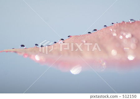 圓點花紋 水滴 一滴水 512150