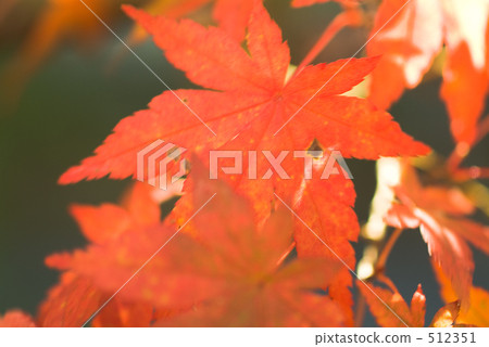satoyama的Momiji satoyama的Momiji 512351