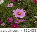 大波斯菊田地 花園 大波斯菊 512433