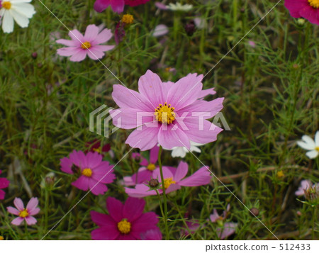 大波斯菊田地 花園 大波斯菊 512433