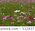 大波斯菊田地 花園 大波斯菊 512437