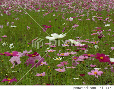 大波斯菊田地 花園 大波斯菊 512437