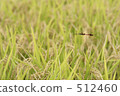 Rural landscape 512460