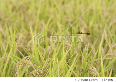 Rural landscape Rural landscape 512460