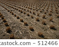 Rural landscape 512466