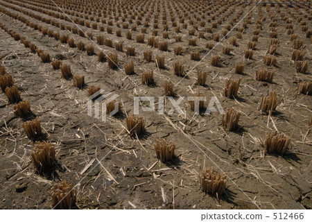 Rural landscape Rural landscape 512466