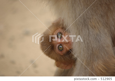 A small monkey holding A small monkey holding 512905