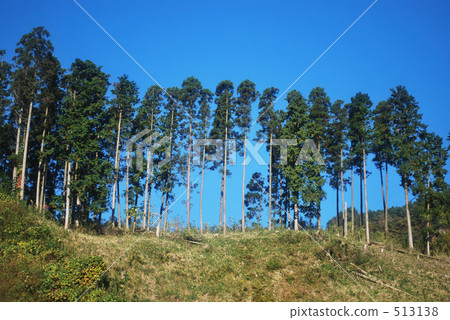 Sugi forest Sugi forest 513138