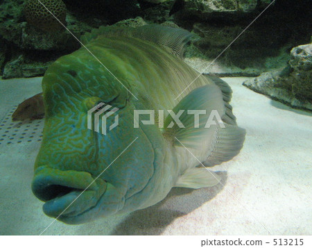 品川水族館拿破崙魚 品川水族館拿破崙魚 513215