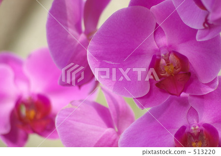 紫花 紫花 513220