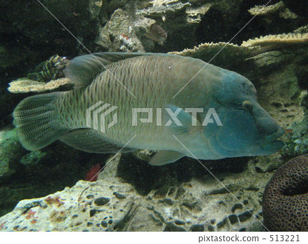 品川水族館拿破崙魚 品川水族館拿破崙魚 513221