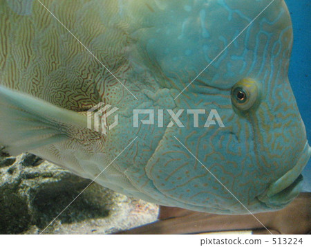 品川水族館拿破崙魚 品川水族館拿破崙魚 513224