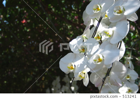 白色蝴蝶蘭花 白色蝴蝶蘭花 513241