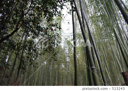 bamboo thicket, Arashiyama 513243