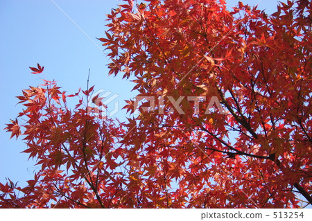 秋葉和藍天 秋葉和藍天 513254