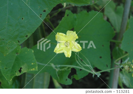 Tochigi flowers 513281