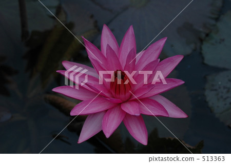 蓮花在吳哥窟 513363