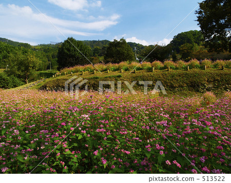 Red buckwheat field Red buckwheat field 513522