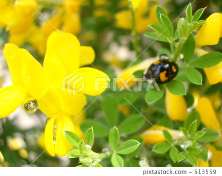 Tears of the female member 513559