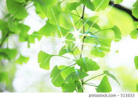 Wakaba Wakaba 513833