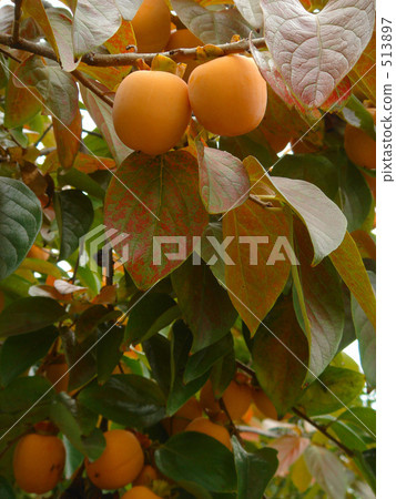 Persimmon nuts and leaves Persimmon nuts and leaves 513897