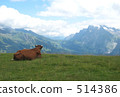 Cattle on the mountain 514386
