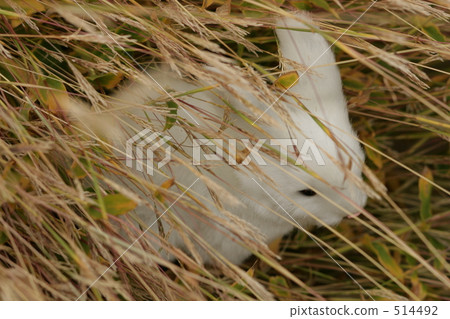 cuddly toy, bunny, rabbit 514492