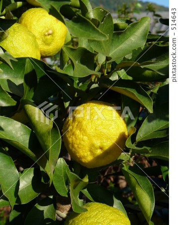 Yuzu in light 514643