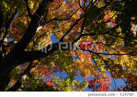 maple, yellow leafe, autumn 514700