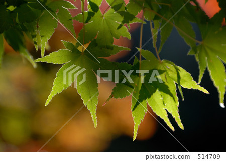 秋葉 楓樹 紅楓 514709
