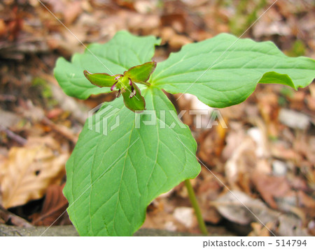 Enrique盛開在春天的山區 514794