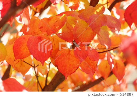 Yamabashi離開了4 Yamabashi離開了4 514897