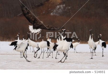 White-tailed eagle and crane 514931