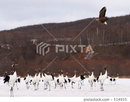 White-tailed eagle and crane 514935