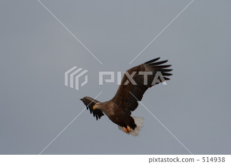 White-tailed eagle White-tailed eagle 514938