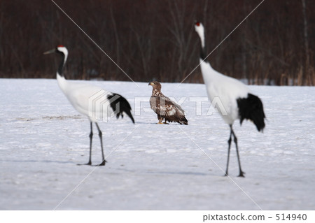White-tailed eagle and crane 514940