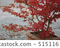 autumn leaves, autumnal tints, maple 515116